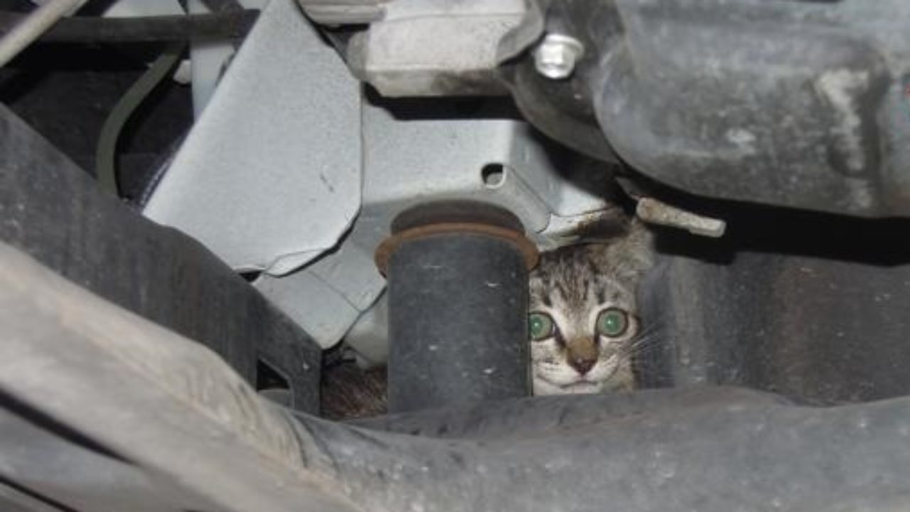 Caltanissetta, rimane incastrato nel vano motore di un'auto: gattino salvato dai vigili del fuoco - Radio CL1