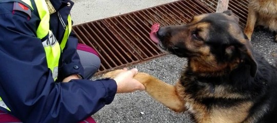 La polizia stradale di Caltanissetta ritrova due cani sulla strada statale 640, restituiti ai proprietari - Radio CL1