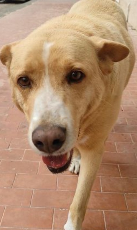 Addio ad Arnold, il cane simbolo di Caltanissetta