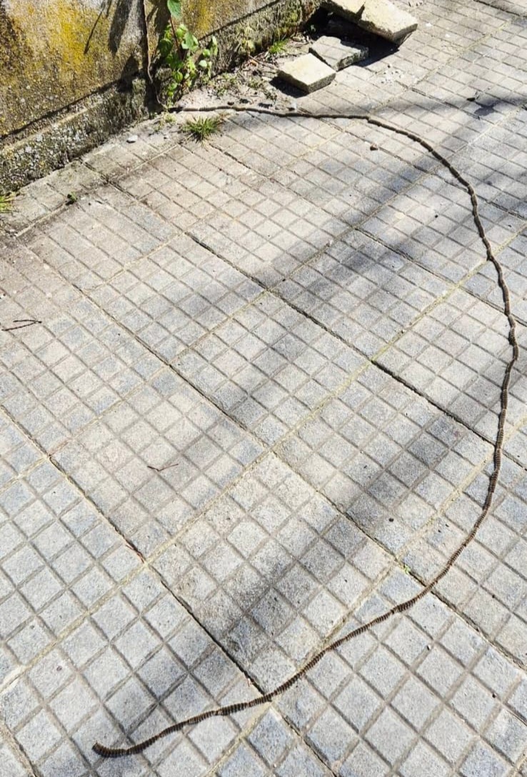 Processionaria, emergenza nelle aree verdi di Caltanissetta: interrogazione urgente prima di Pasqua