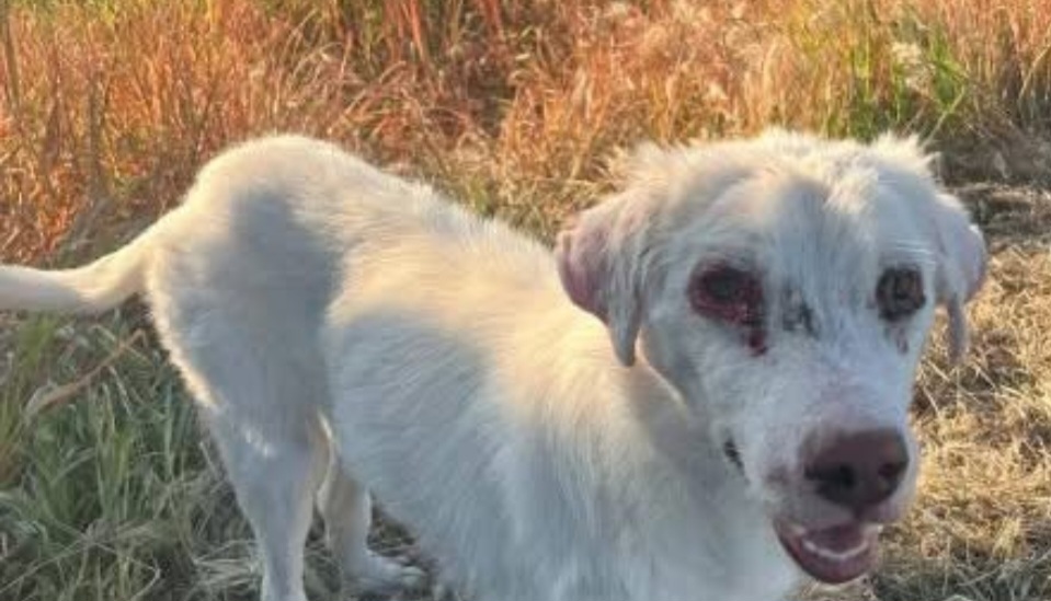 Randagismo, Turturici accusa: “Dal Comune nessuna strategia, è emergenza”