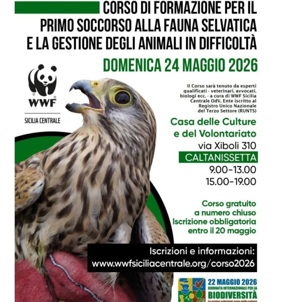 A Caltanissetta un corso WWF sul primo soccorso alla fauna selvatica