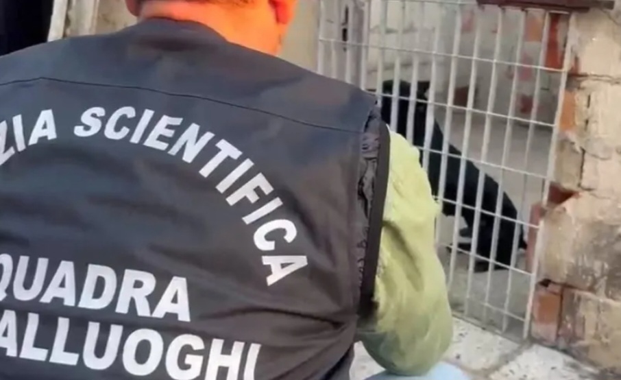 Gela, combattimenti clandestini tra pitbull: 13 cani sequestrati